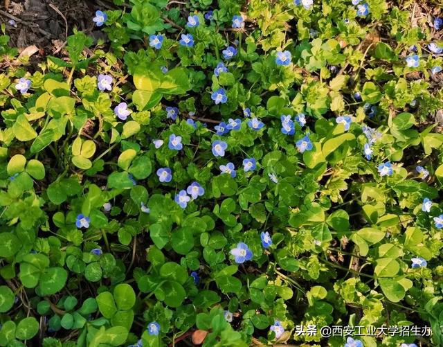 高清大图，惊艳来袭！一起来看西安工业大学的“最美校花”