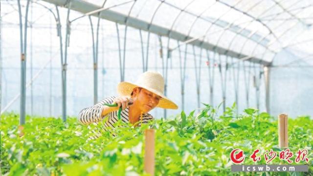 秋辣椒错峰上市，结出村民好日子