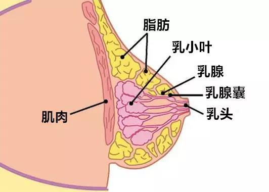 警告！胸部不能乱揉，不仅不会变大，还有两大危害，一文读懂