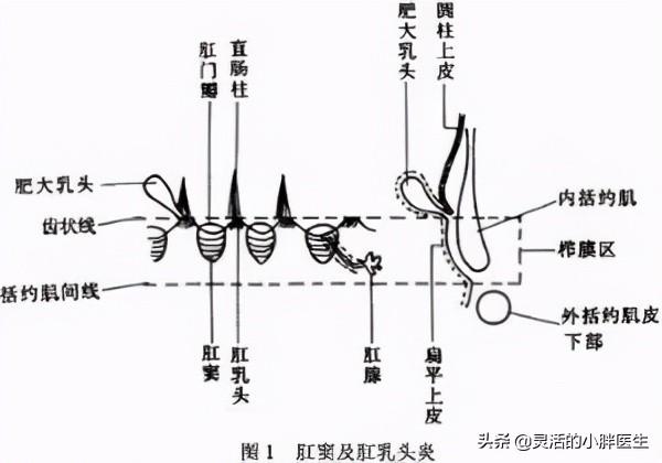 肛门里会长“乳头”吗？肛乳头究竟是个什么鬼？