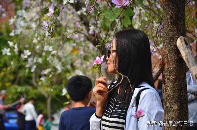 广州最美校园，樱花盛开紫荆齐放，还有很多穿汉服的美女小姐姐