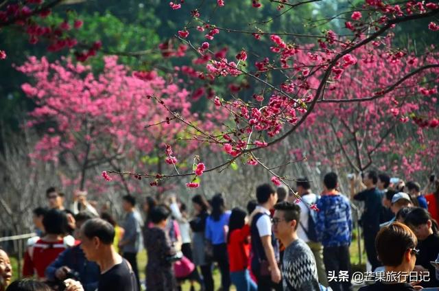 广州最美校园，樱花盛开紫荆齐放，还有很多穿汉服的美女小姐姐