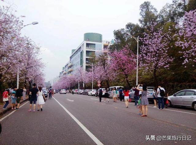 广州最美校园，樱花盛开紫荆齐放，还有很多穿汉服的美女小姐姐