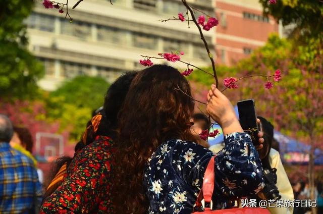 广州最美校园，樱花盛开紫荆齐放，还有很多穿汉服的美女小姐姐