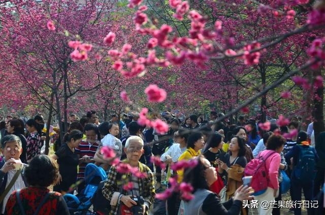 广州最美校园，樱花盛开紫荆齐放，还有很多穿汉服的美女小姐姐