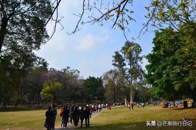 广州最美校园，樱花盛开紫荆齐放，还有很多穿汉服的美女小姐姐