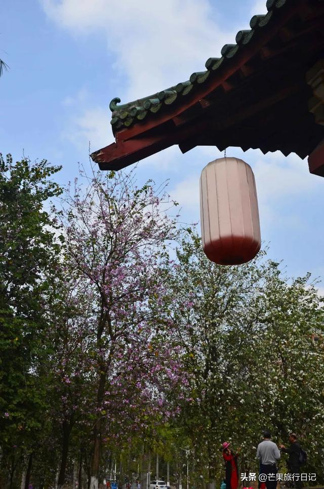 广州最美校园，樱花盛开紫荆齐放，还有很多穿汉服的美女小姐姐