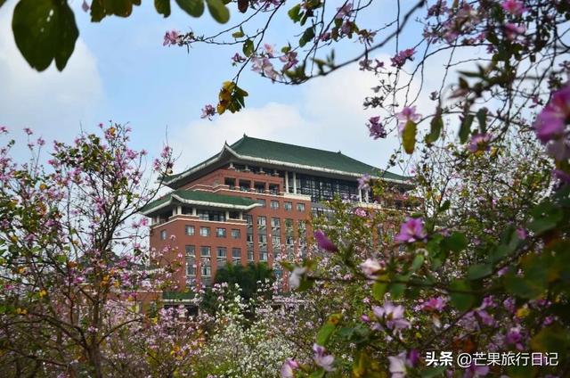 广州最美校园，樱花盛开紫荆齐放，还有很多穿汉服的美女小姐姐