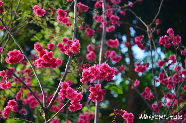 广州最美校园，樱花盛开紫荆齐放，还有很多穿汉服的美女小姐姐