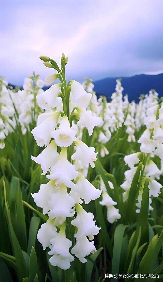 冬日早晨的纯洁之美，山坡上的白色香雪兰惊艳绽放