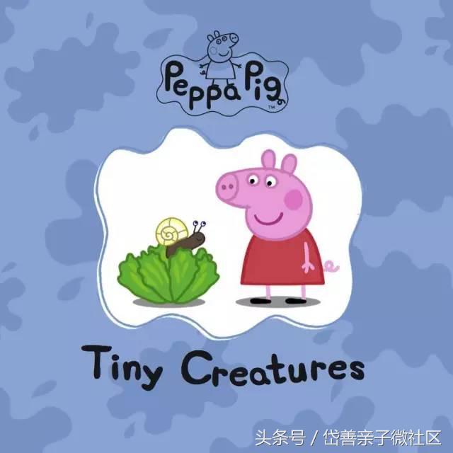 英语绘本故事｜Tiny Creatures 小东西