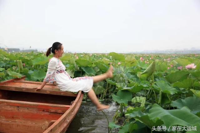 平陆黄河湿地百亩荷花醉人绽放，全国各地的美女都来争当荷花仙子