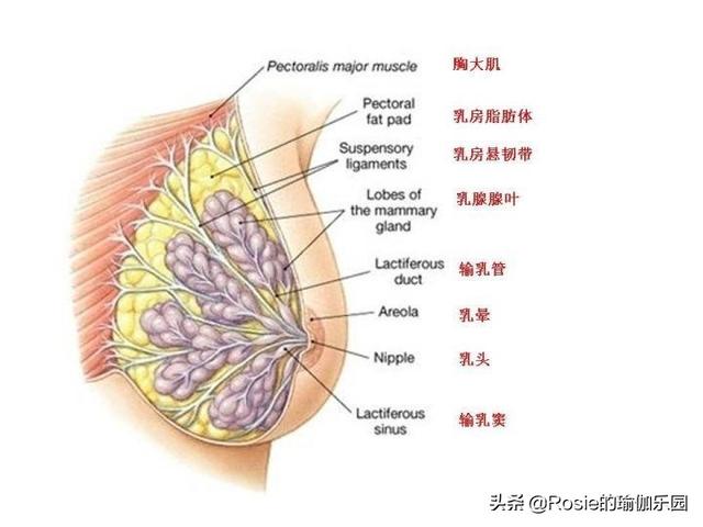 再多绯闻也难掩她的名品身材，美胸路上关注这几点，增围度不踩坑