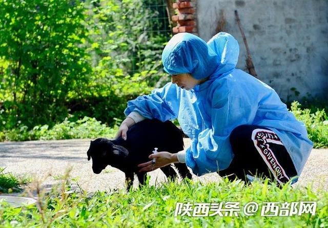 宁强80后女“羊倌”一年挣了15万 送给贫困户100只小羊羔