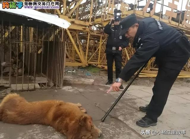 电梯内狗擦到腿，女子遭受推搡扯衣胸部裸露：自贡警方正展开调查