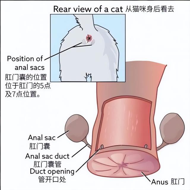 为什么动物在交配前，会先闻闻对方的屁股？这是什么礼节吗？