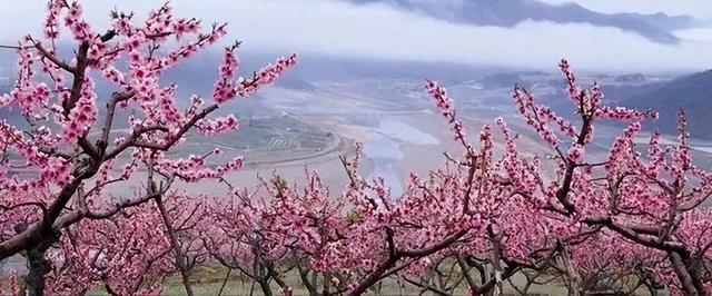 中国四大美女，有两位是山西籍！ 化作春日花神，带你领略运城桃红杏白之美！