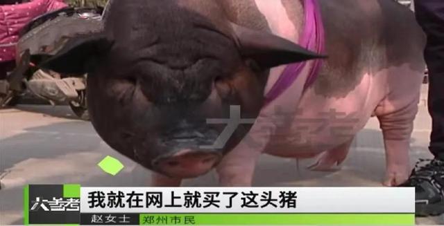 美女网购迷你小香猪，结果长成100多斤的大肥猪，这是巨宠吗