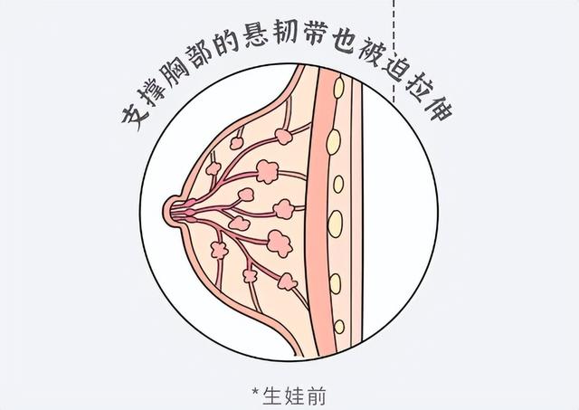 为什么女生的胸部下面，都会有一根“细线”？