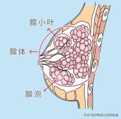 女生的胸，为啥不能乱揉？自己揉也不行！