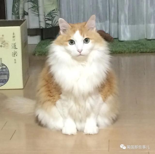 捡来的小奶喵如今变大佬。网友分享捡猫经历，画风好像开盲盒