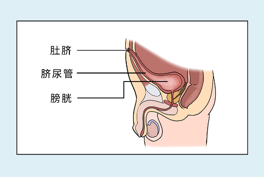 漫画科普：肚脐眼，到底是怎么一回事？