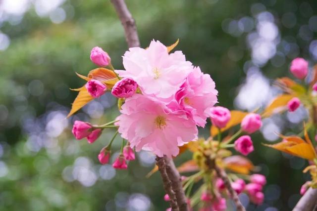 神仙颜值！西安交大曝光“最美校花”，高清大图惊艳全网！