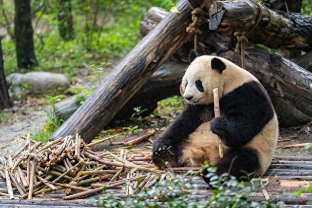 引爆网络！大熊猫灵岩的性感抖臀引发直播封锁！