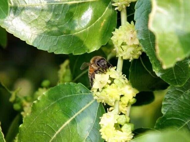 一位农村90后美女，用农村这种植物养蜂采蜜，收入不在万元之下