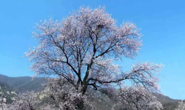 清明假期在家抗“疫”？这些藏在河北的花海大片绝对治愈