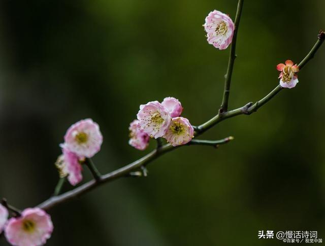 鲍照《梅花落》：以象征手法痛批无节操士大夫，梅花风骨跃然纸上