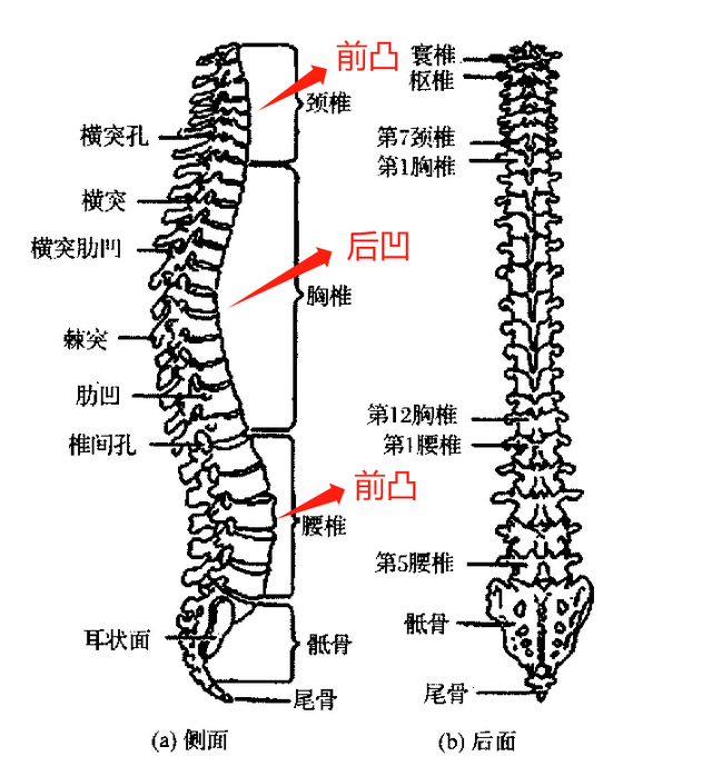 为什么建议女生适当叉开腿坐？