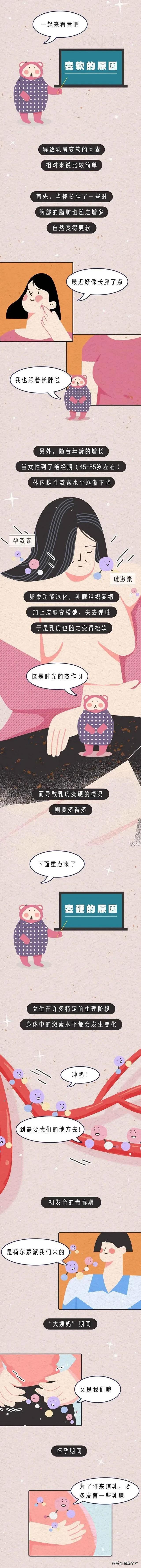 女性胸部为什么会有膨胀、收缩、柔软、坚硬的变化？漫画为你解答