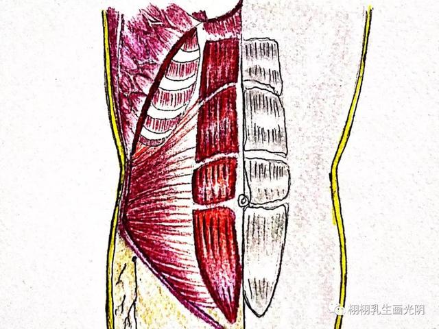 走进最贵的房子-图解乳房结构