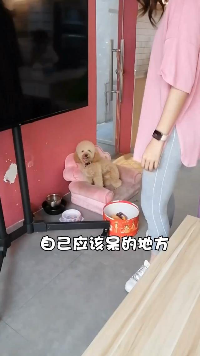 贵宾犬把到店的女顾客丝袜扯烂，主人：“我不是故意的”