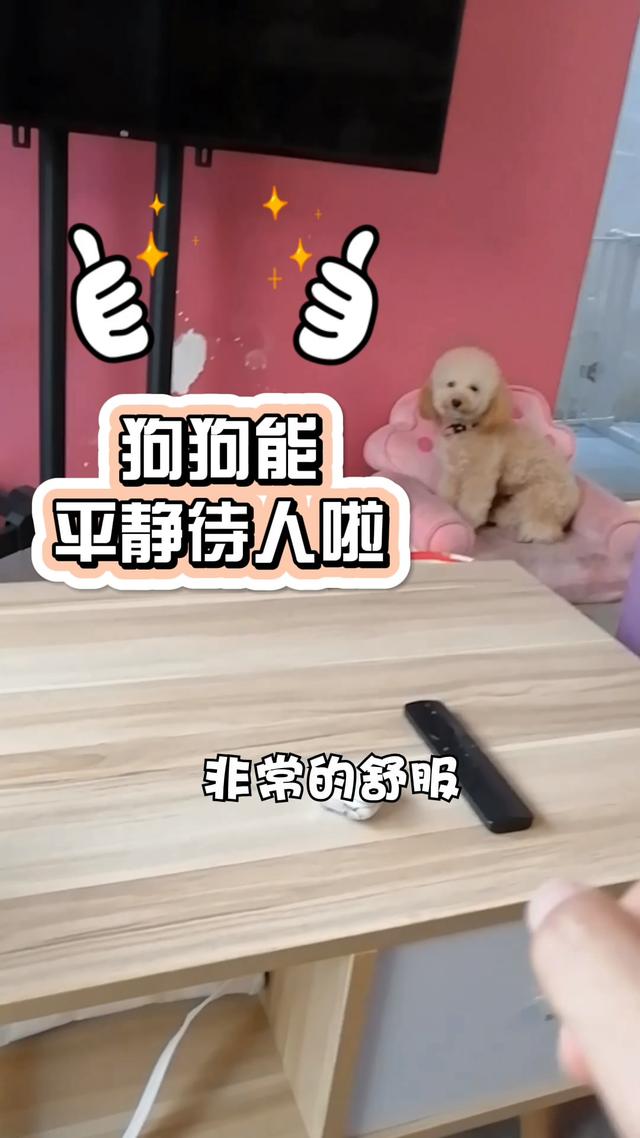 贵宾犬把到店的女顾客丝袜扯烂，主人：“我不是故意的”