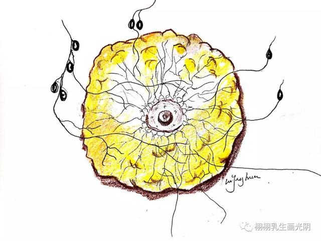 走进最贵的房子-图解乳房结构