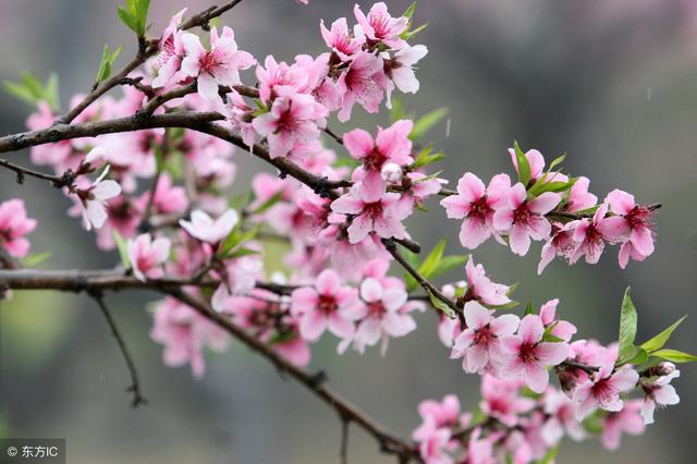 玉笙吹落桃花雨，10句关于桃花的上联，邀请喜欢对联的朋友对下联