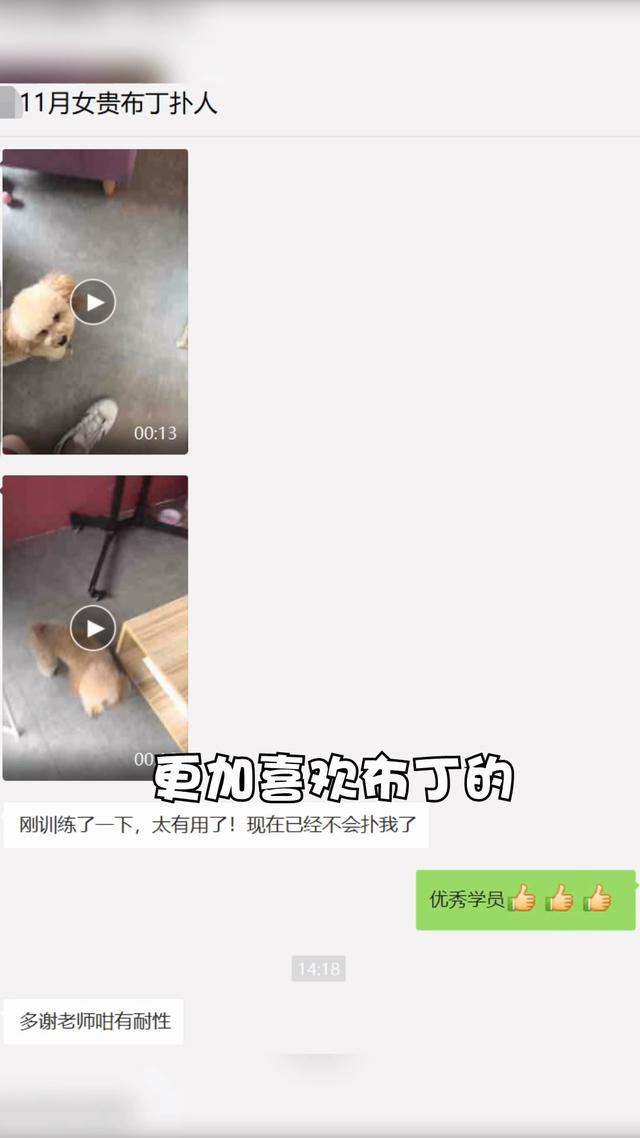 贵宾犬把到店的女顾客丝袜扯烂，主人：“我不是故意的”