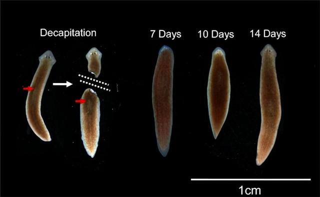 没了头还能活18个月！6种断头还能动的生物，完全超出人类想象