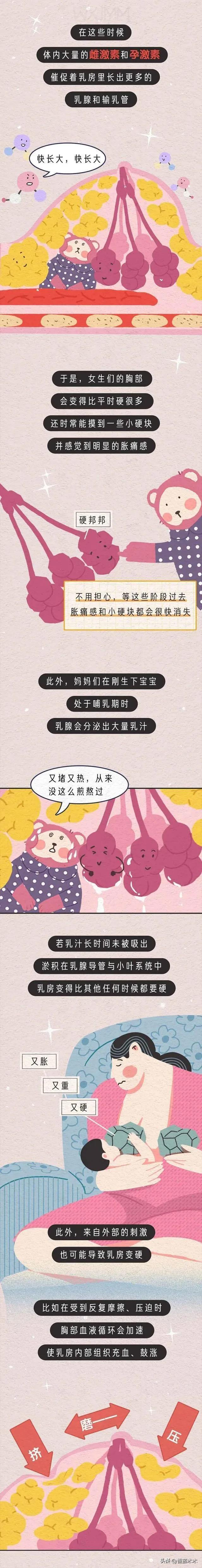 女性胸部为什么会有膨胀、收缩、柔软、坚硬的变化？漫画为你解答